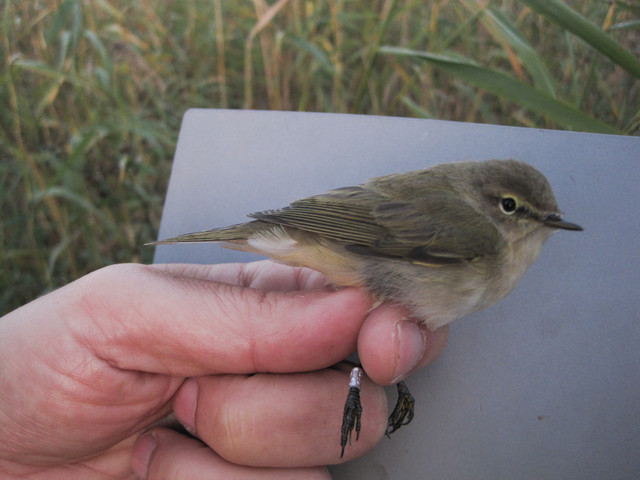 Tiltaltti Phylloscopus collybita ssp abietinus Common Chiffchaff 1cy