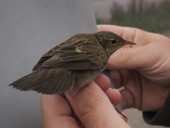 Pensassirkkalintu Locustella naevia Grasshopper Warbler 1cy