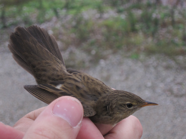 Pensassirkkalintu Locustella naevia Grasshopper Warbler 1cy