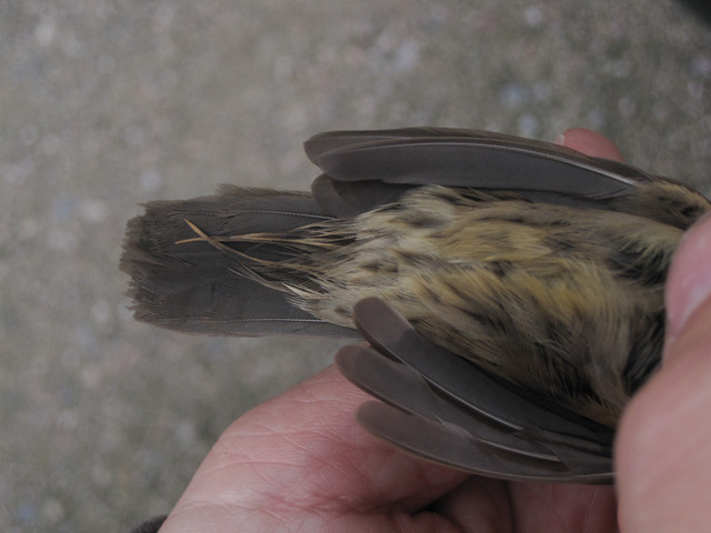 Pensassirkkalintu Locustella naevia Grasshopper Warbler 1cy