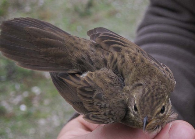 Pensassirkkalintu Locustella naevia Grasshopper Warbler 1cy