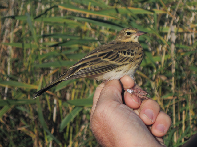 Metsäkirvinen Anthus trivialis Tree Pipit 1cy