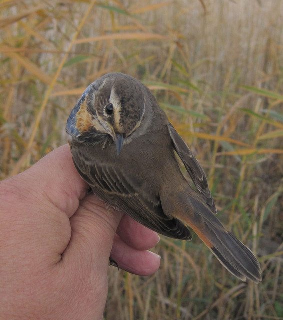 Sinirinta Luscinia svecica Bluethroat 1cy male