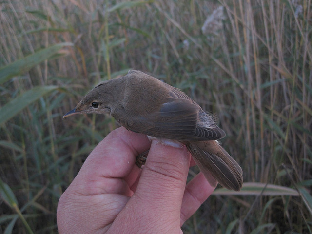 Rytikerttunen Acrocephalus scirpaceus Common Reed Warbler 1cy