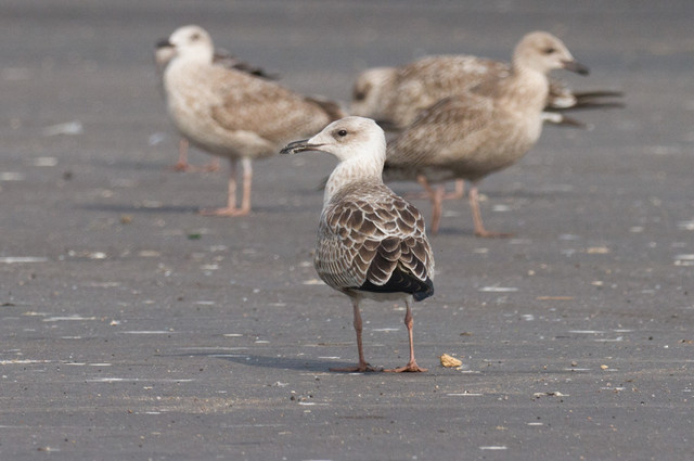 Aroharmaalokki Larus cachinnans Caspian Gull 1cy