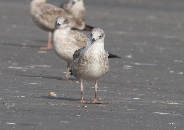 Aroharmaalokki Larus cachinnans Caspian Gull 1cy