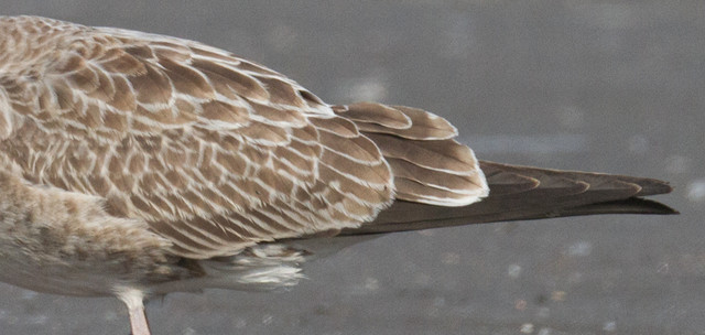 Aroharmaalokki Larus cachinnans Caspian Gull 1cy