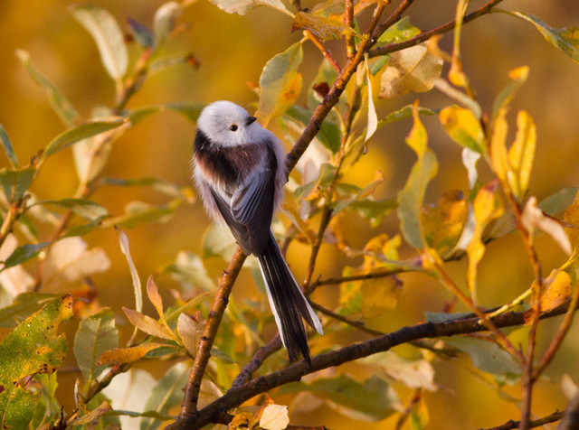 Pyrstötiainen Aegithalos caudatus Long-tailed Tit