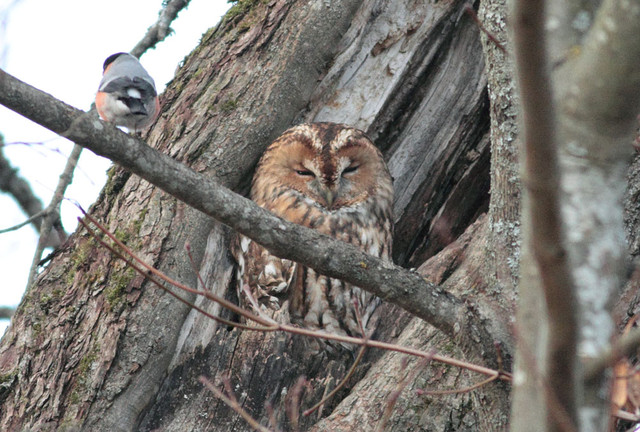 Lehtopöllö Strix aluco Tawny Owl brown morph