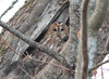 Lehtopöllö Strix aluco Tawny Owl brown morph
