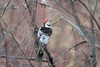 Valkoselkätikka White-backed Woodpecker Dendrocopos leucotos male