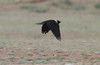 Idännaakka Corvus dauuricus Siberian Jackdaw adult