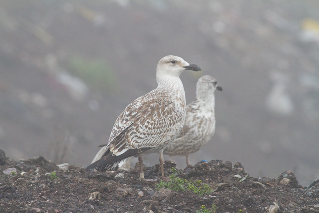 Merilokki Larus marinus Great Black-backed Gull 1cy