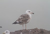 Merilokki Larus marinus Great Black-backed Gull 2cy advanced