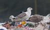 Merilokki Larus marinus Great Black-backed Gull 2cy