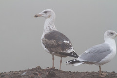 Merilokki Larus marinus Great Black-backed Gull 3cy