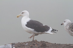 Merilokki Larus marinus Great Black-backed Gull adult