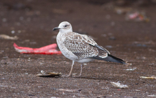 Selkälokki Larus fuscus fuscus Lesser Black-backed Gull 1cy