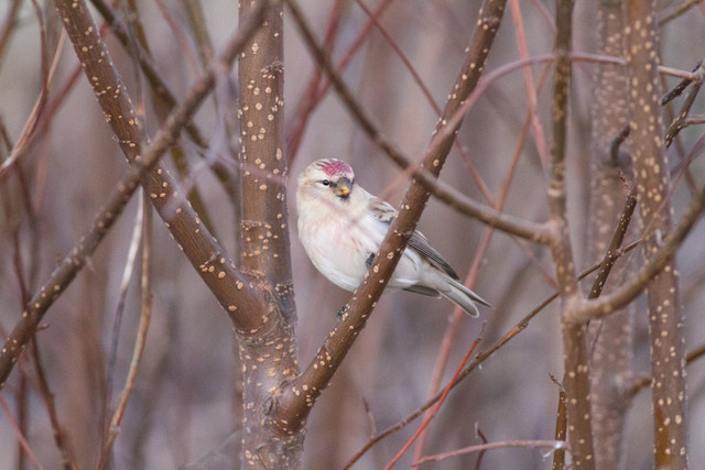 Tundraurpiainen Carduelis hornemanni Arctic Redpoll male