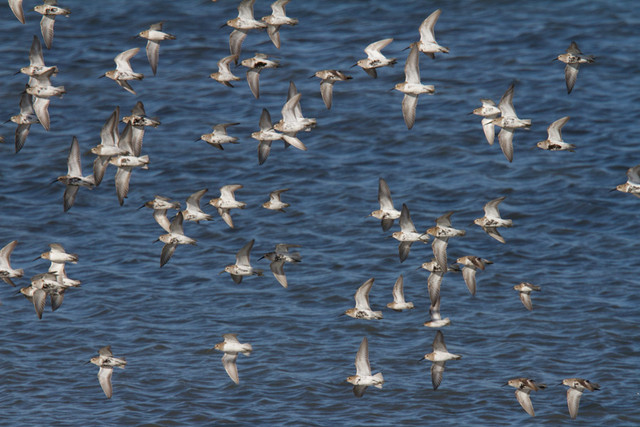 Suosirri Calidris alpina Dunlin mostly probably ssp pacifica (geografically)