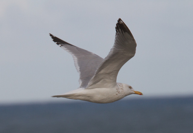 Amerikanharmaalokki Larus Smithsonianus American Herring Gull adult