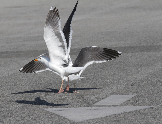 Amerikanmerilokki Larus occidentalis Western Gull adults ssp wymani