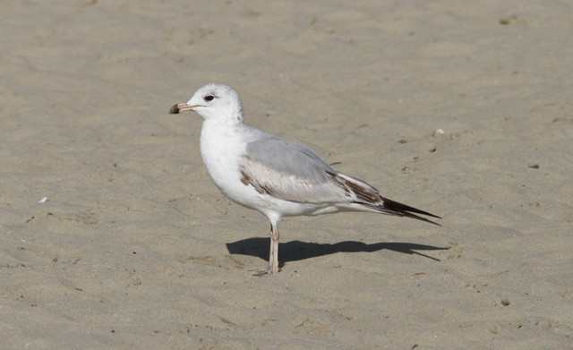 Rengasnokkalokki Larus delawarensis Ring-billed Gull 2cy