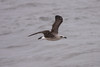 Selkälokki Larus fuscus ssp graellsii/intermedius 2cy Lesser Black-backed Gull