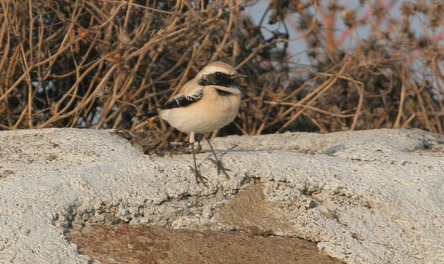 Aavikkotasku Oenanthe deserti Desert Wheatear probably adult male