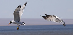 Mustapäälokki Larus ichtyaetus Pallas´s Gull 3cy with Vega Gull  Siperianharmaalokki 3cy ssp mongolicus