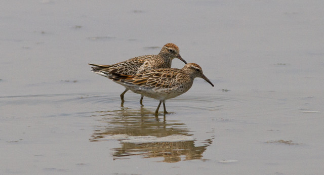 Suippopyrstösirri Calidris acuminata Sharp-tailed Sandpiper