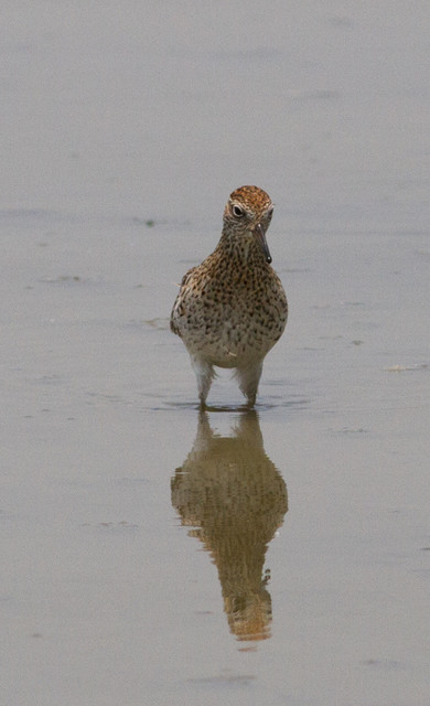 Suippopyrstösirri Calidris acuminata Sharp-tailed Sandpiper