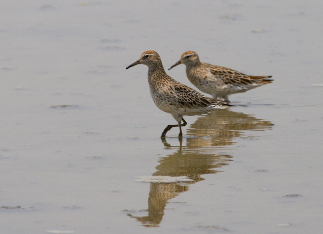 Suippopyrstösirri Calidris acuminata Sharp-tailed Sandpiper