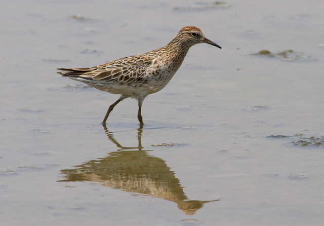 Suippopyrstösirri Calidris acuminata Sharp-tailed Sandpiper