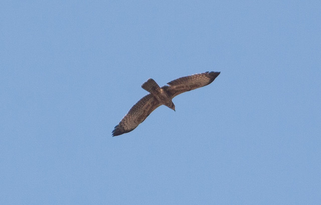 Idänmehiläishaukka Pernis ptilorhynchos Oriental Honey Buzzard 1cy