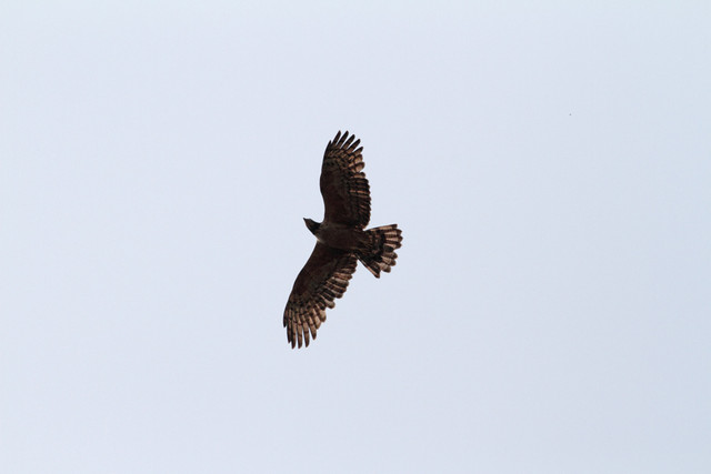 Idänmehiläishaukka Pernis ptilorhynchos Oriental Honey Buzzard female