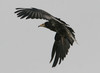 Pikkukorppikotka Neophron percnopterus Aegyptian Vulture