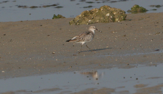 Vuorisirri Calidris tenuirostris Great Knot winter plumage