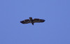 Valkopäämerikotka Haliaeetus leucocephalus Bald Eagle imm