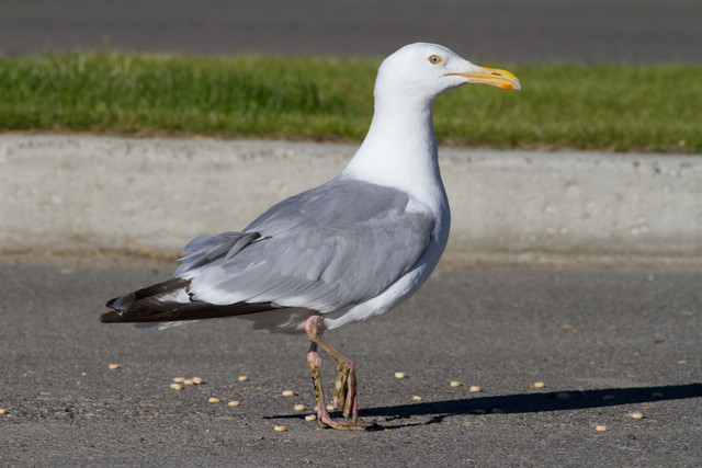 Amerikanharmaalokki Larus smithsonianus American Herring Gull adult