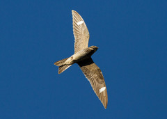 Isohaukkakehrääjä Chordeiles minor Common Nighthawk