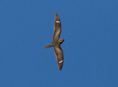 Isohaukkakehrääjä Chordeiles minor Common Nighthawk