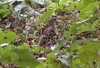 Kirjorastas Zoothera dauma White´s Thrush