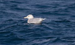 Isolokki Larus hyperboreus Glaucous Gull probably 4th winter ssp pallidissimus
