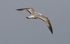 Kalalokki Larus canus Common Gull 2cy