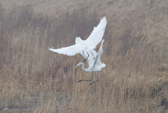 Jalohaikara Ardea alba Great Egret