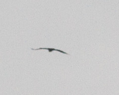 Kiljukotka Aquila clanga Greater Spotted Eagle adult type
