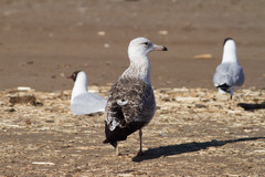 Selkälokki Lesser Black-backed Gull Larus fuscus presumed ssp heuglini 2cy