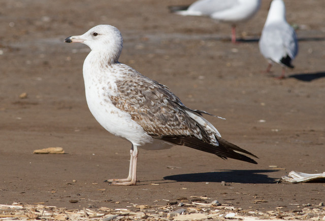 Selkälokki Larus fuscus presumed ssp heuglini 2cy