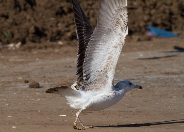 Selkälokki Larus fuscus presumed ssp heuglini 2cy